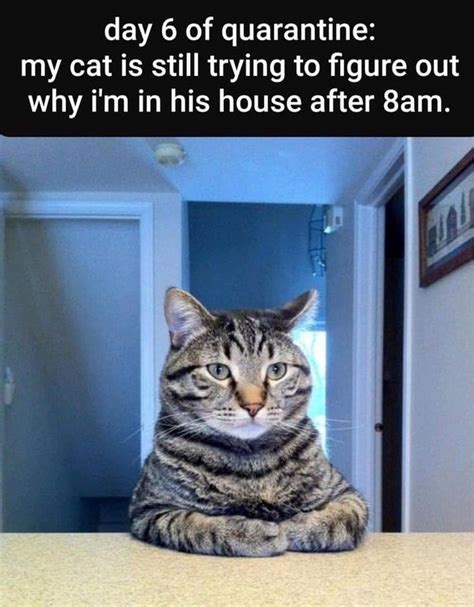 Pics with saturday humor and saturday jokes. Caturday Memes For The Feline Lovers in 2020 | Cat memes ...