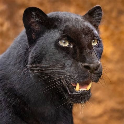 Black And Beautiful 🖤 Photo By Pennyhydephoto Wildgeography Animals