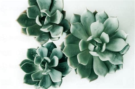 Image Of Three Succulents Isolated On A White Background
