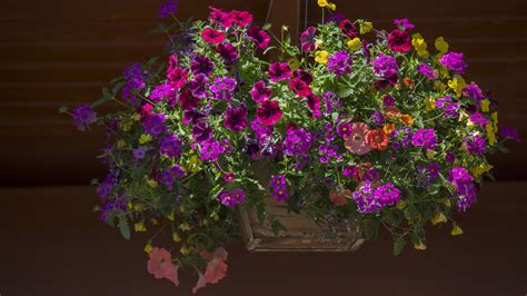 10 Trailing Flowers Perfect For Hanging Baskets