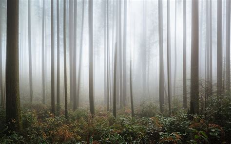 Forest Covered With Fogs Hd Wallpaper Wallpaper Flare