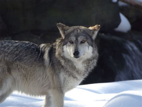 Pin By T Wright On Wolf Breeds In 2020 Mexican Wolf