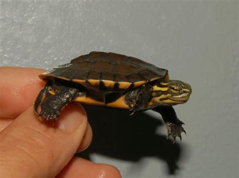 Vietnamese Pond Turtles For Sale The Turtle Source