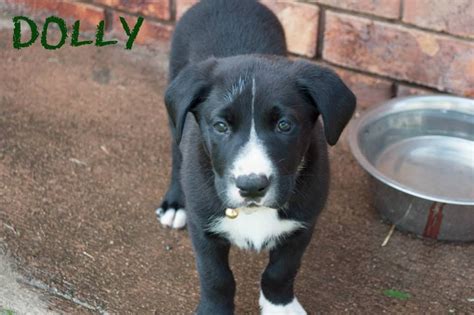 47 Border Collie Cross Staffy For Sale Pic Bleumoonproductions