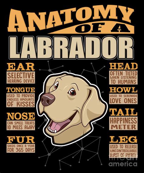 Anatomy Of A Labrador Retriever Digital Art By Jose O