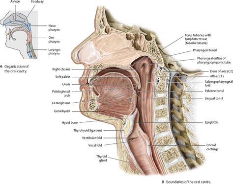 Oral Cavity Pharynx Atlas Of Anatomy