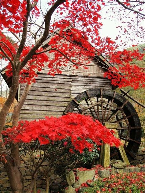 Enjoying The Outdoors Red Autumn Leaves Beautiful World Beautiful