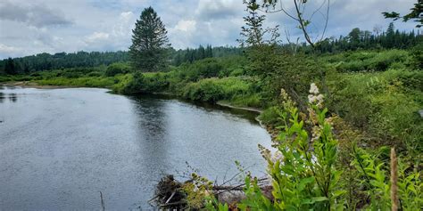 A Riparian Planting Primer Ausable Natives Ausable River Association