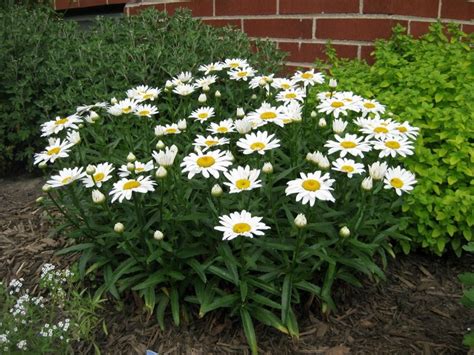 Leucanthemum X Superbum Snow Lady Shasta Daisy White Flowers Dwarf
