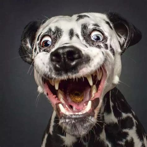 Hilarious Portraits Of Dogs Catching Treats Funny Animal Faces Funny