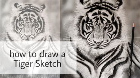 How To Draw Tiger Step By Step Realistic Pencil Shading Full