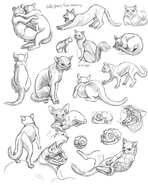 Pin By Katie On Dessiner Chats Cat Drawing Tutorial Cat Drawing