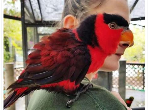 Why Do Parrots Like To Sit On Shoulders World Parrot Refuge