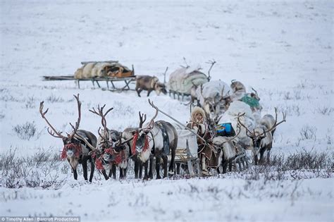 Bbc Photographer With Siberian Tribe In Reindeer Migration Daily Mail