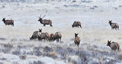 New Report Key To Protecting State Big Game Migration