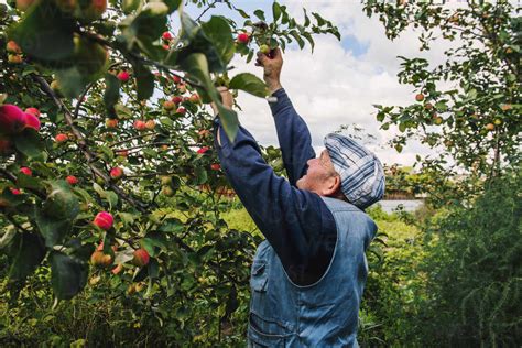 Caucasian Farmer Picking Fruit From Tree Stock Photo