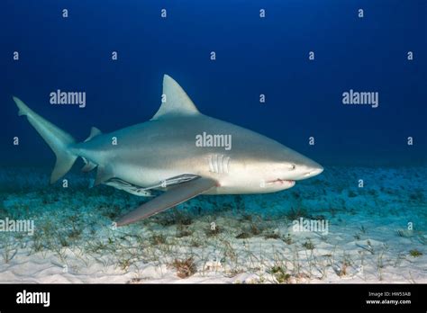 Bull Shark Carcharhinus Leucas Bimini Bahamas Stock Photo Alamy