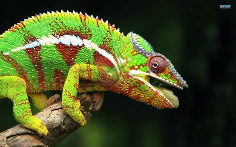 Interesting Fact About Chameleon Tell You All
