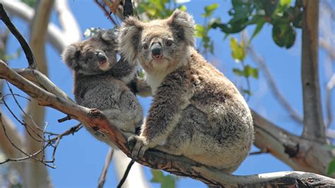 Životinje Simboli Australije Putovanje U Australiju Australija
