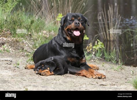 Dog Rottweiler Adult And Puppy Lying Down Stock Photo Alamy