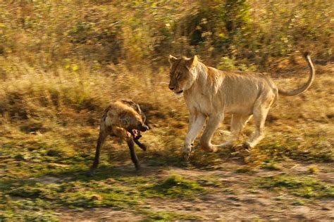 Male Lion Vs Hyena