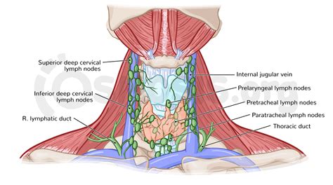 Superficial Cervical Lymph Nodes Lymph Nodes Occipital Cervical Porn Sex Picture