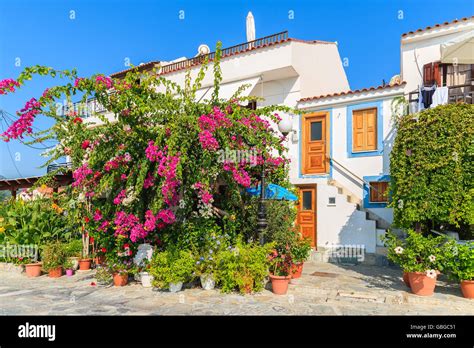 Casa Tradicional Griega Con Buganvillas Flores En La Ciudad De Samos