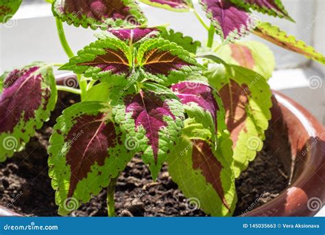 Home Plant With Red And Green Leaves Close Up Stock Image Image Of