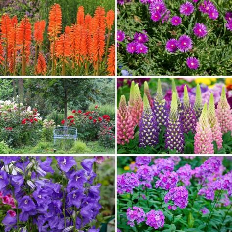 20 Luminous Perennial Flowers That Bloom All Season • Tasteandcraze