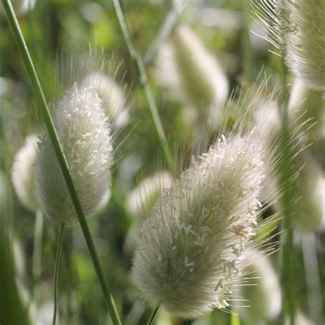 Bunny Tail Grass Ornamental Grass Seed Online Circle Farms Canada