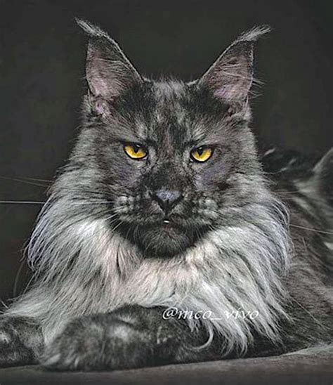 Domestic Cats That Look Like Lions Advocating Animal Welfare