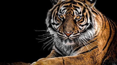 Most Beautiful Tiger In The World।। Most Powerful Tiger In The World