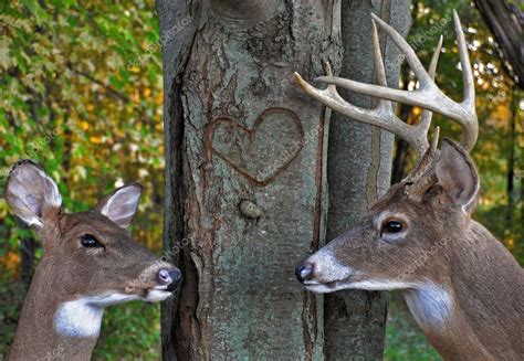 Buck And Doe With Carved Heart — Stock Photo © Jentara 11051457