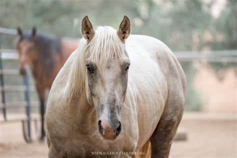 Animal shelters and rescues similar to westie rescue network offer temporary places for pets that have been lost or abandoned. Denver | All About Equine Animal Rescue - All About Equine ...