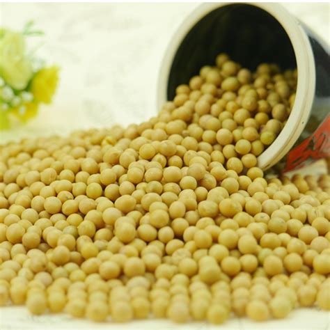 High Protein Yellow Soya Bean Soybean Sprouting Gradeandfood Gradechina