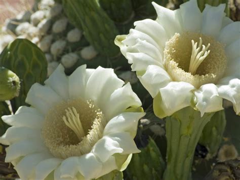 Carnegiea gigantea (Saguaro Cactus) | World of Flowering Plants