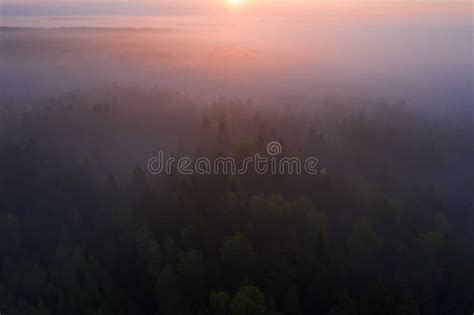 Sunrise Over Foggy Forest Forest Aerial View Wild Nature Background