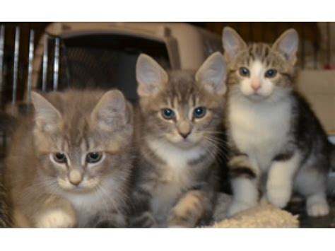 These are the things your depending on where you live, that may mean your own adoption journey could take a little longer. Cat & Kitten Adoption Weekend, 12/20 & 12/21 at Petco in ...