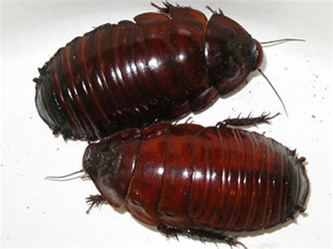 Giant Burrowing Cockroaches Juvenile For Sale