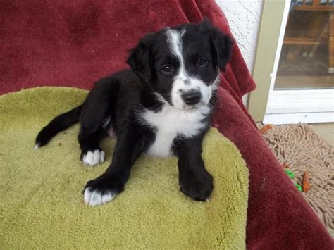 Purebred Border Collie Puppies For Sale Collie Puppies For Sale