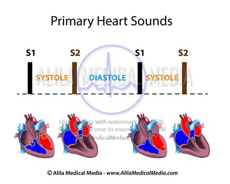 Alila Medical Media Heart And Circulatory System Images