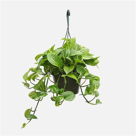 Hanging Golden Pothos Plant Delivery Nyc