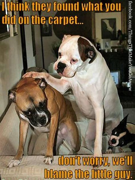 Get Him In Trouble For A Change K Funny Dog Photos Funny Animal