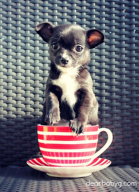 A Nice Warm Cup Of Chi Teacup Chihuahua Chihuahua Love Chihuahua