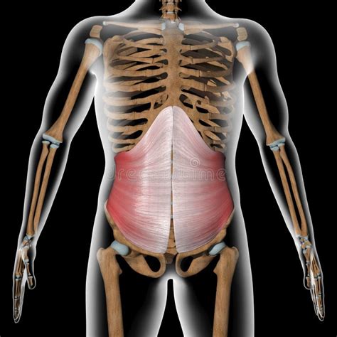 Human Abdominal External Oblique Muscles On Skeleton Stock Illustration