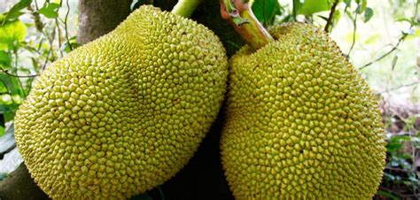 The argument begs the question: Jackfruit: Superfruit for Feeding the World - BORGEN