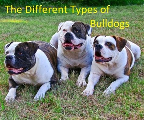A Guide To English Bulldogs Puppies Temperament Diet And More