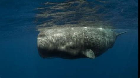 Sepuluh paus jenis sperma terdampar di perairan aceh. Paus Bunting Ditemukan Mati dengan 22 Kg Sampah Plastik dalam Perutnya