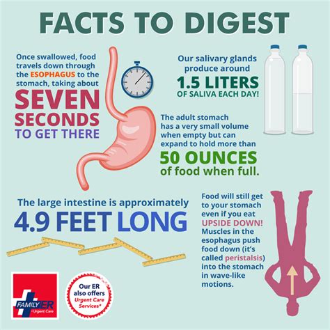 Digestive Facts Infographic Health Large Intestine Facts