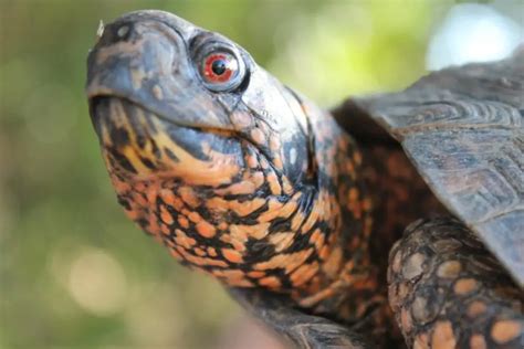 What Do Baby Eastern Box Turtles Eat